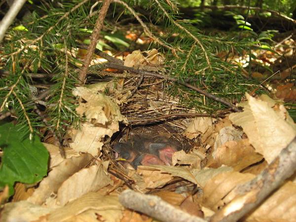 A Seiurus aurocapilla (ovenbird) nest at the Bear Brook Watershed on Lead Mountain, Maine by Fredlyfish4; CC BY-SA 4.0